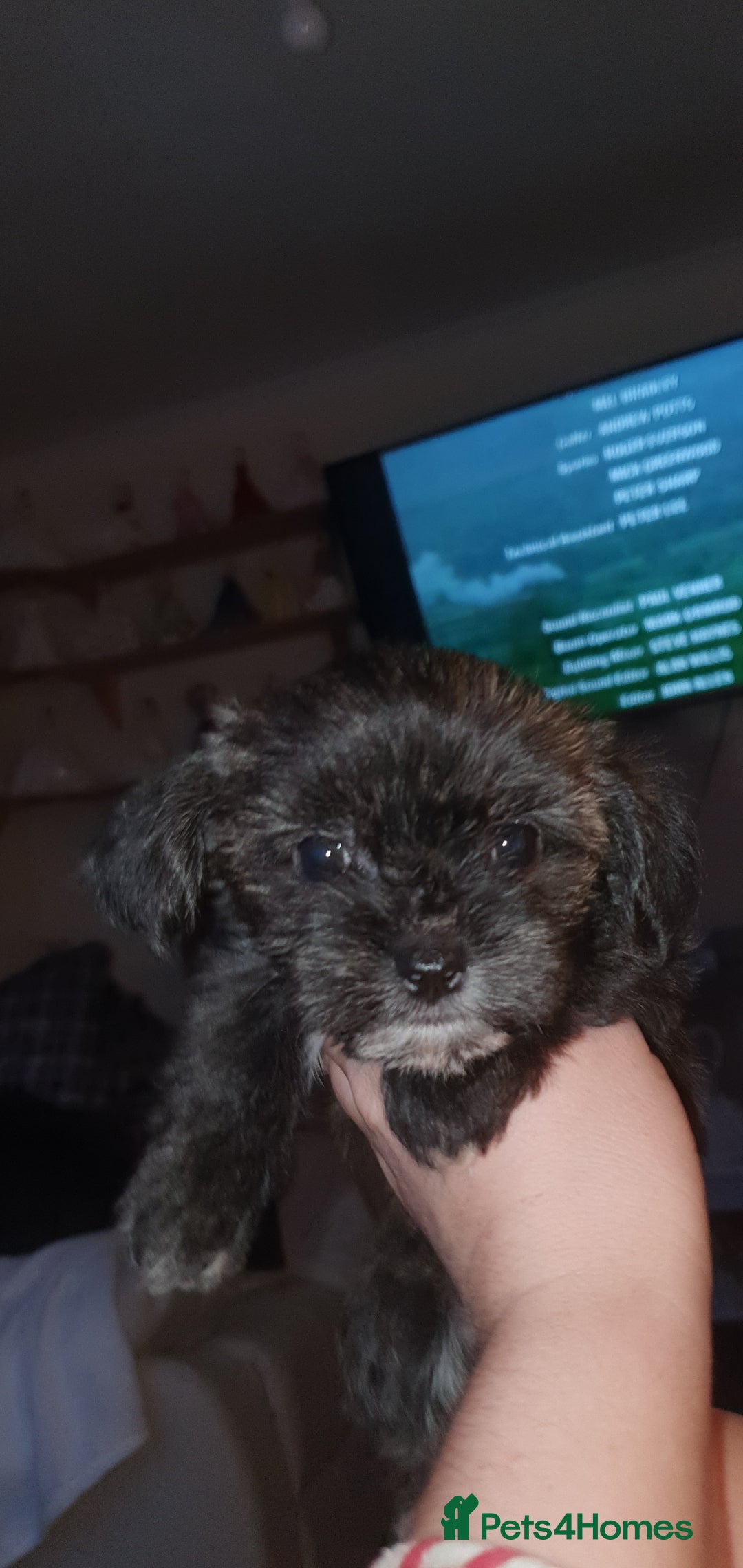Morkie dogs for sale: Morkie puppies ready to leave  - Image 2