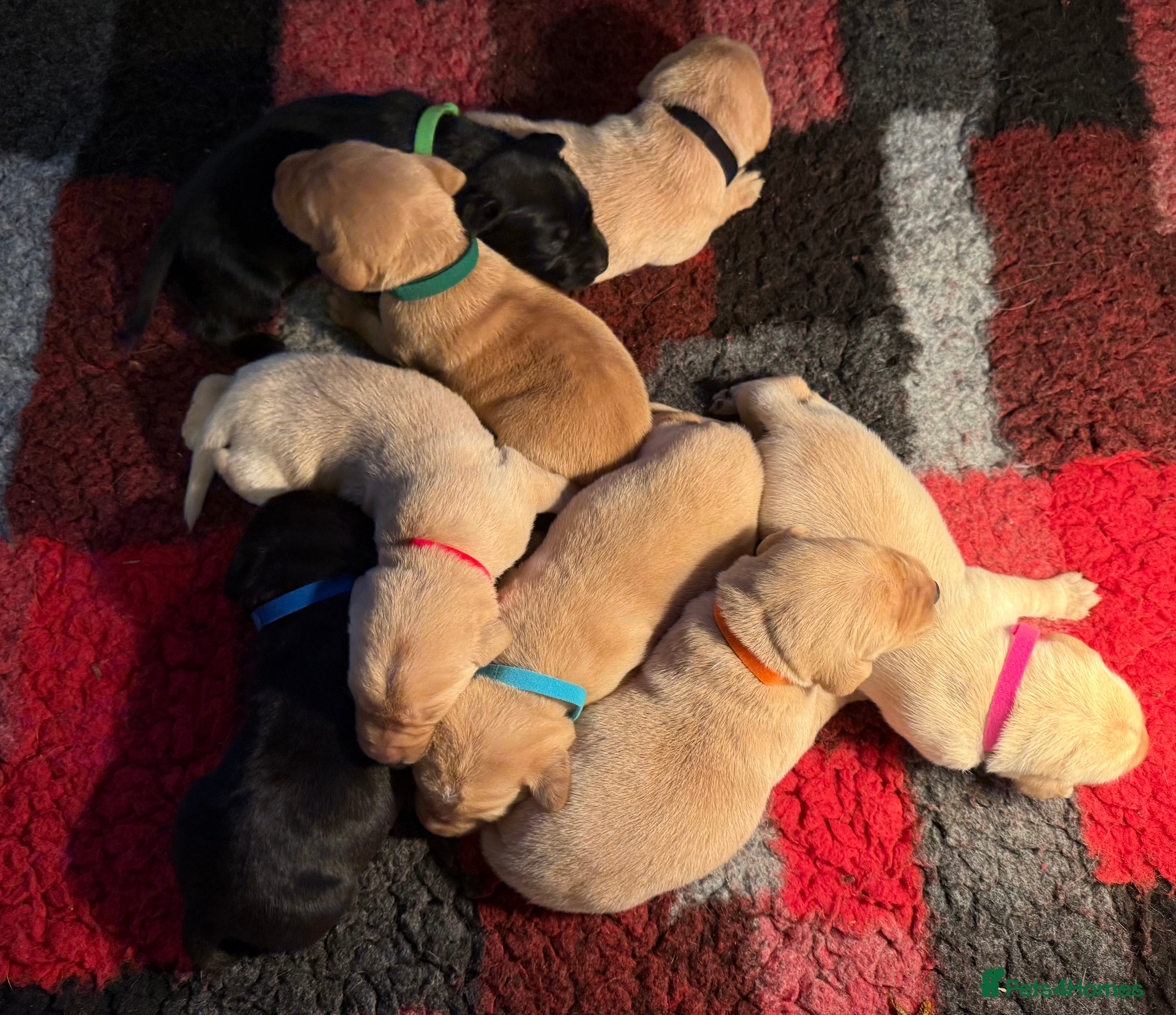 Labrador Retriever dogs QUALITY BLACK AND YELLOW LABRADOR PUPPIES - Advert 6