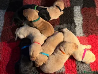 Labrador Retriever dogs QUALITY BLACK AND YELLOW LABRADOR PUPPIES - Advert 6