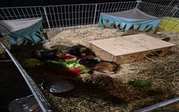 Guinea Pig rodents for sale: 3 male guinea pigs - Image 1