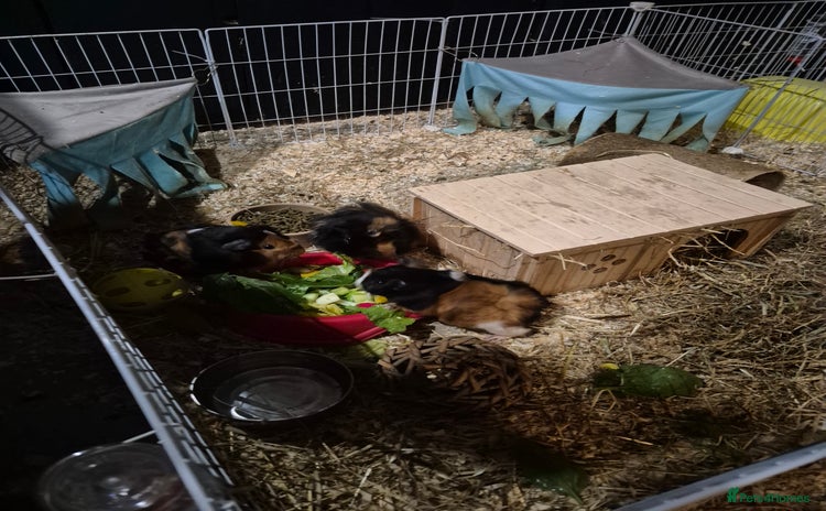 Guinea Pig rodents - Advert 1