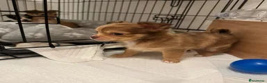 Chihuahua 4