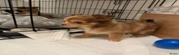 Chihuahua dogs for sale: Chihuahua Puppies Looking for Loving Homes in Portsmouth - Advert 2