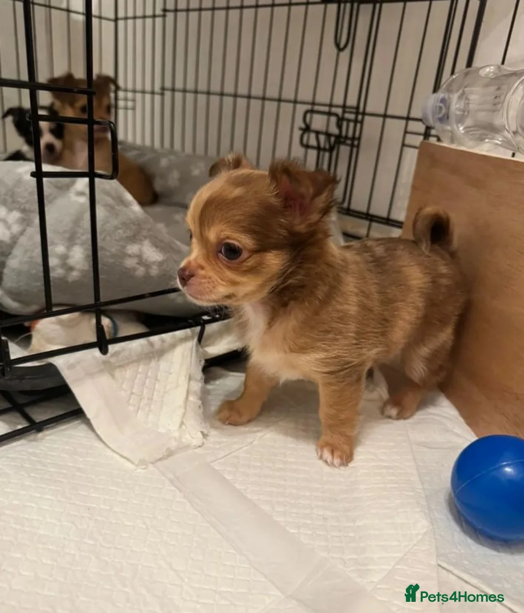 Chihuahua dogs for sale: Chihuahua Puppies Looking for Loving Homes in Portsmouth - Advert 2