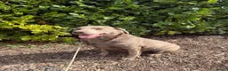 Labrador Retriever dogs for sale: Lovely silver Labrador girl  - Advert 3