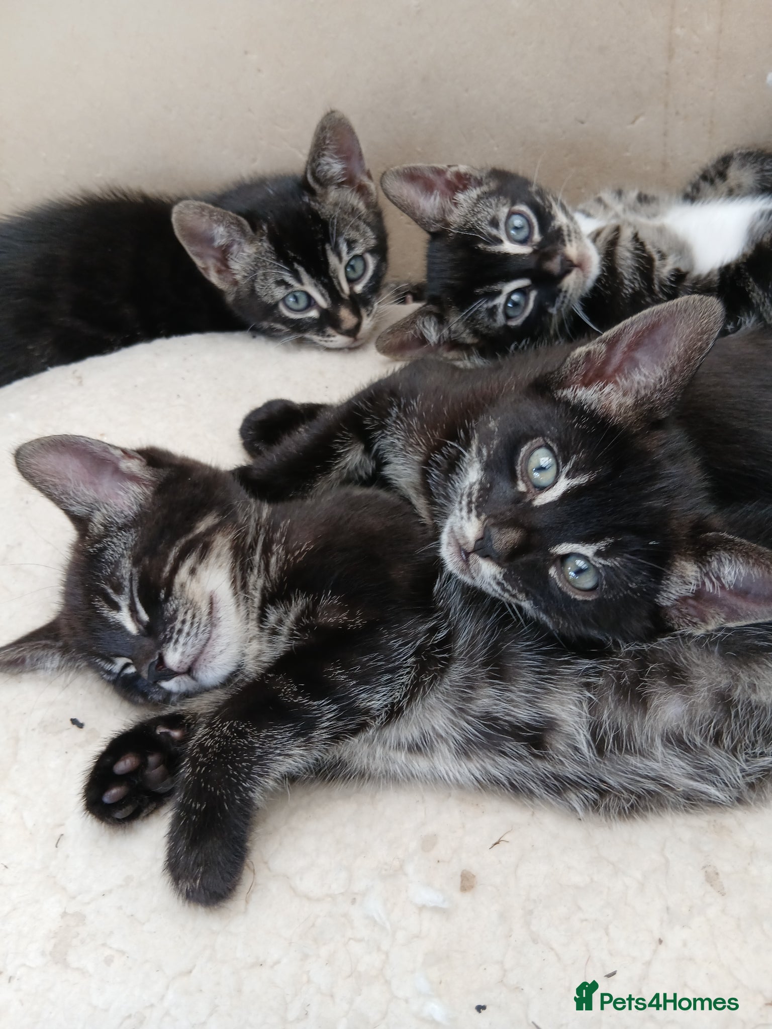 Bengal cats for sale: Bengal cross kittens  - Advert 1