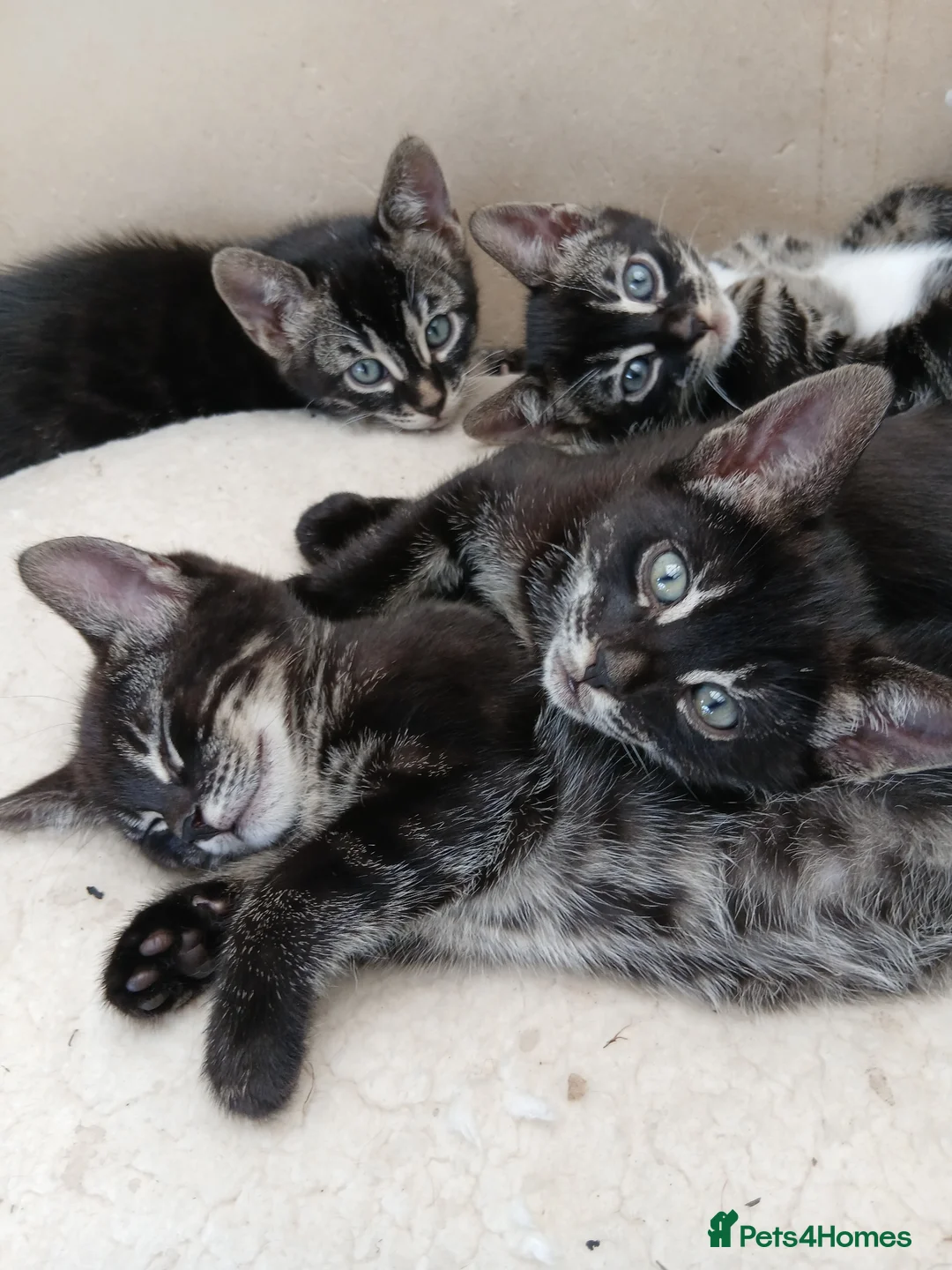 Bengal cats for sale: Bengal cross kittens  - Advert 1