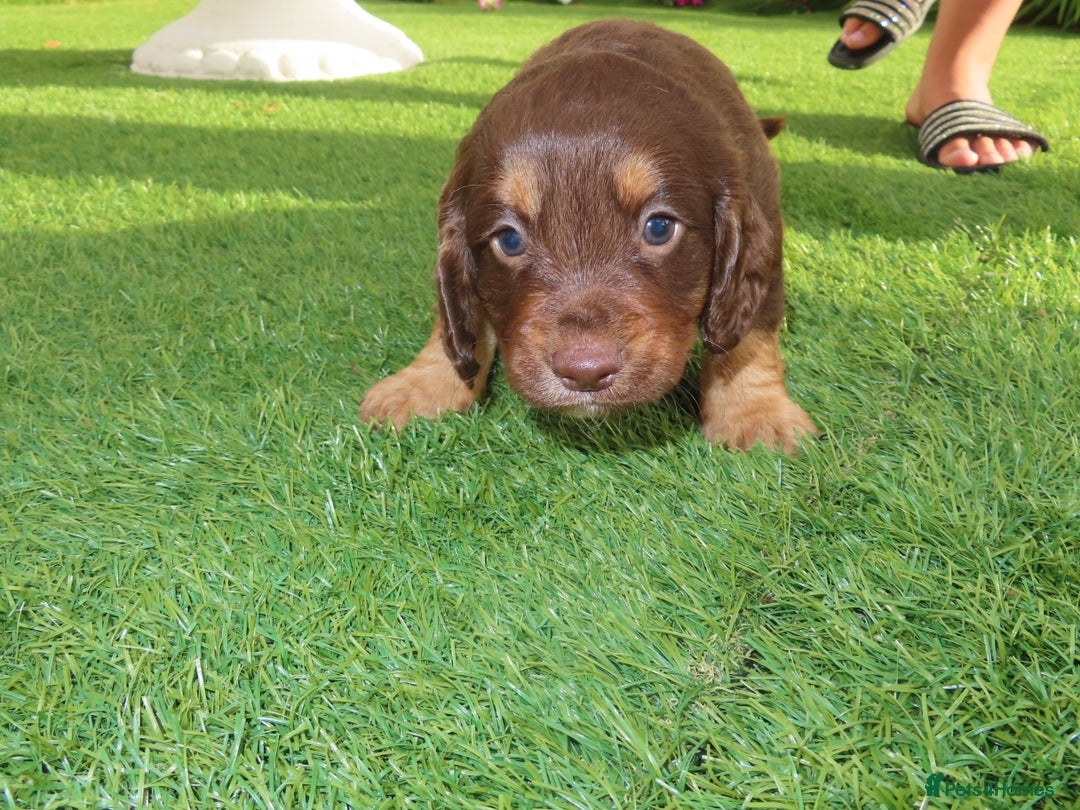 Cockapoo dogs for sale: Beautiful cockerpoo puppies  - Image 31