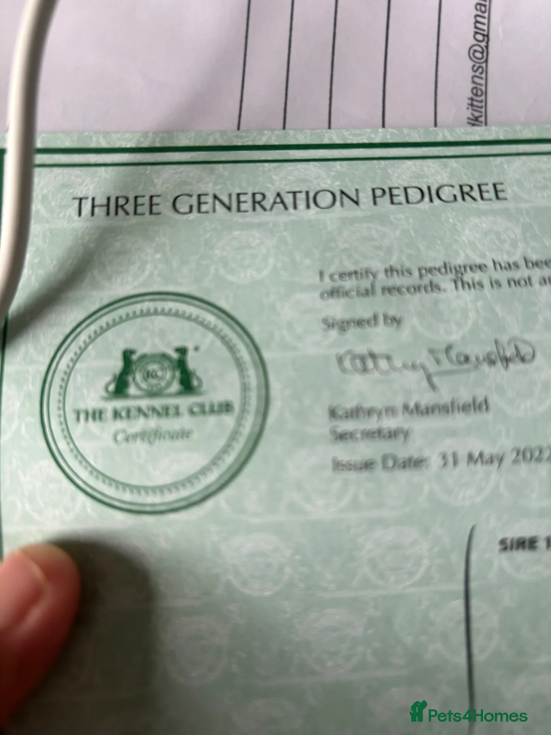 Pomeranian dogs for sale: Pomeranian puppy’s  - Advert 10