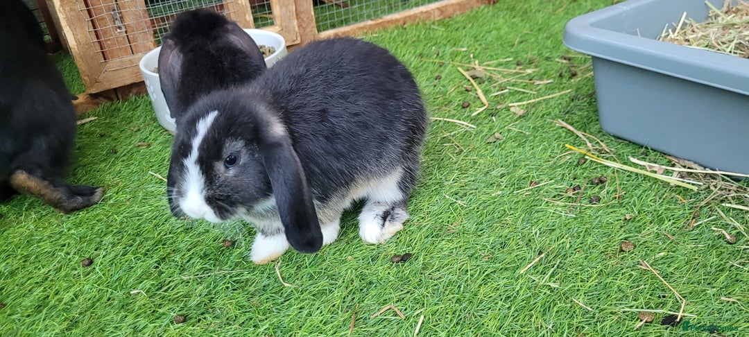 Mini Lop rabbits for sale: Beautiful Mini Lops - READY TO LEAVE  - Image 8