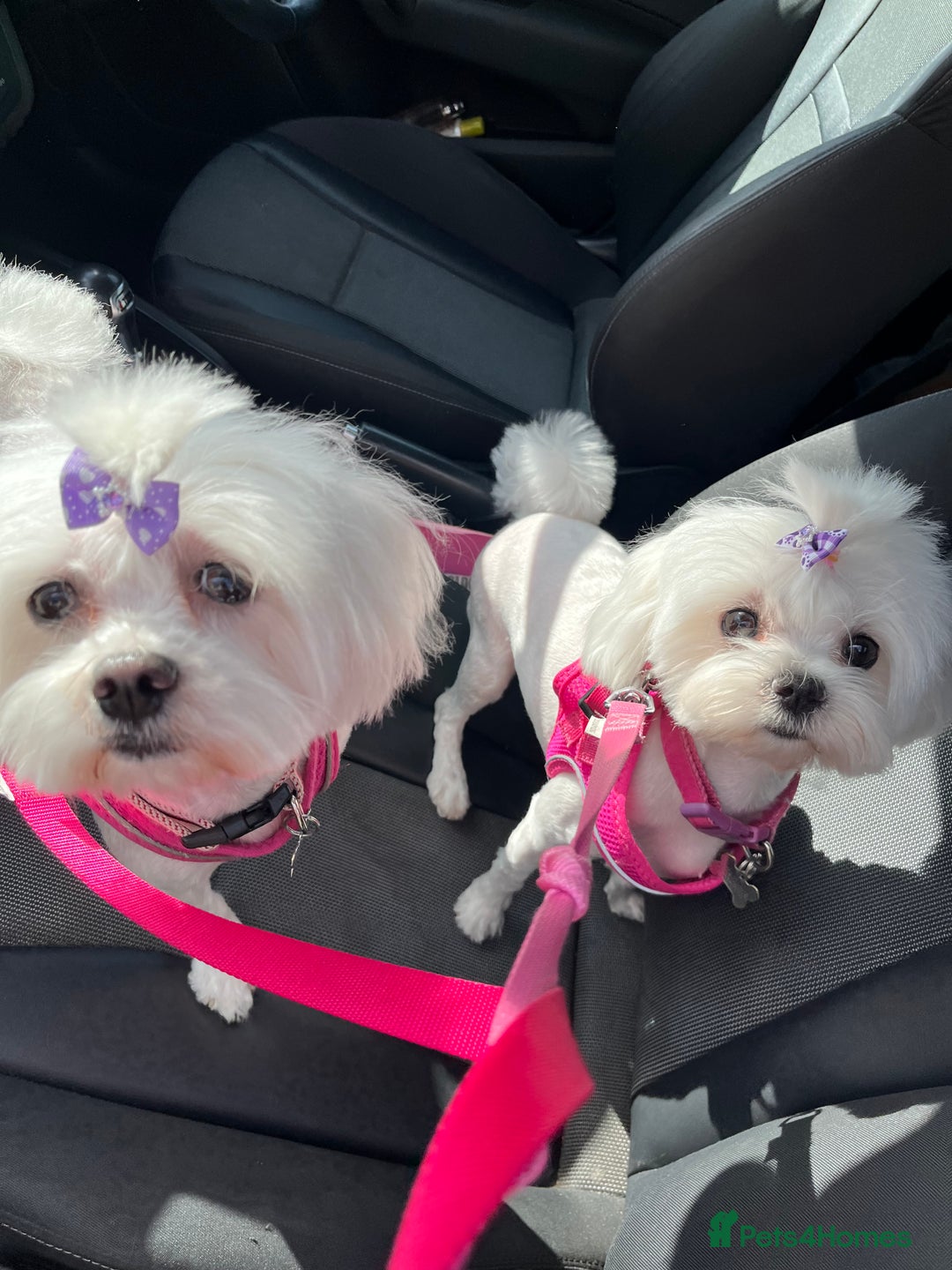 Maltese dogs for sale: KC Reg Korean Maltese girls - Image 4