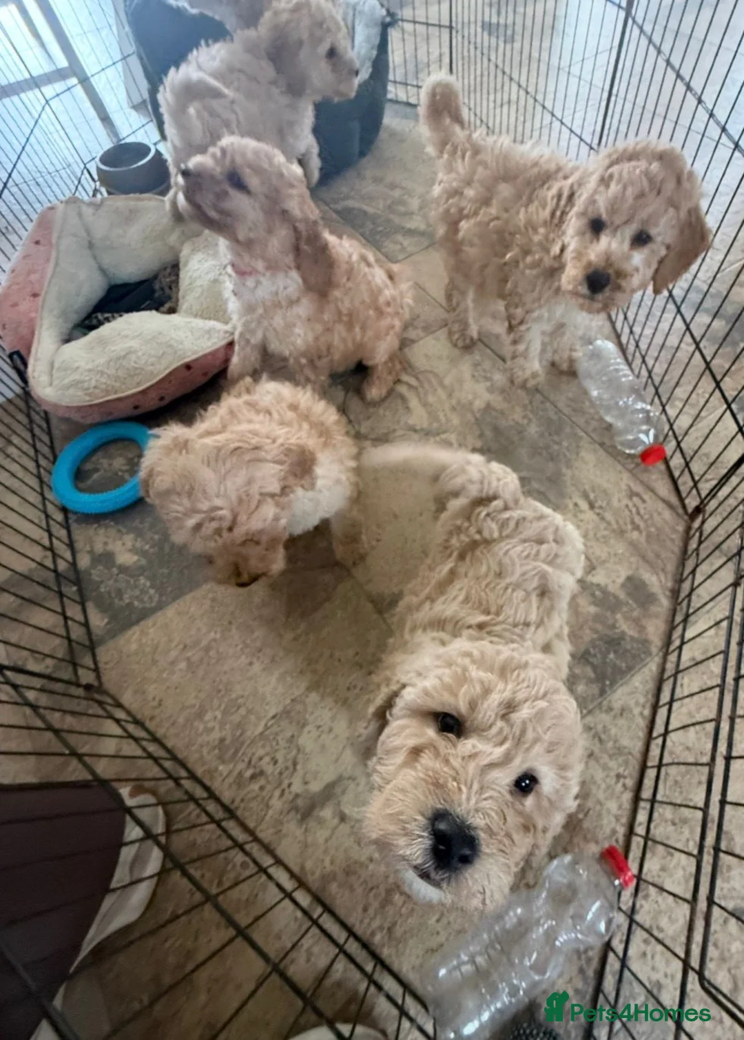Cockapoo dogs for sale: F1b COCKAPOO Puppies (Teddy bears 🐻) - Advert 24