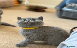 British Shorthair cats for sale: 🐾 British Shorthair Kittens – 8 Weeks Old  - Image 8