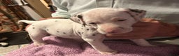Dalmatian dogs for sale: Dalmatian Puppies - Advert 15