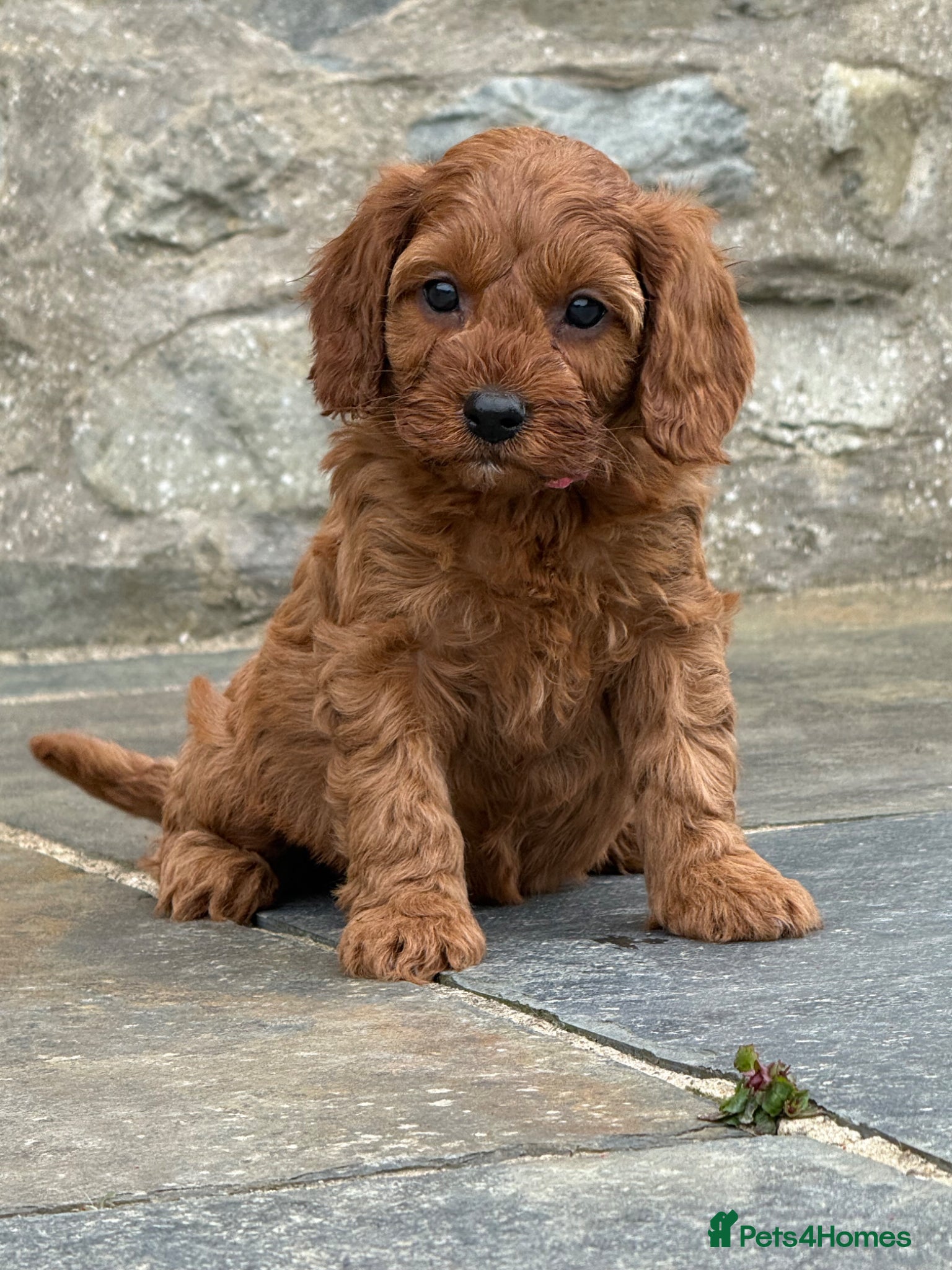 Cavapoo dogs Fox red&  dark peach cavapoo’s reared with love. - Advert 2