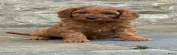 Cavapoo dogs for sale: Fox red&  dark peach cavapoo’s reared with love. - Advert 2