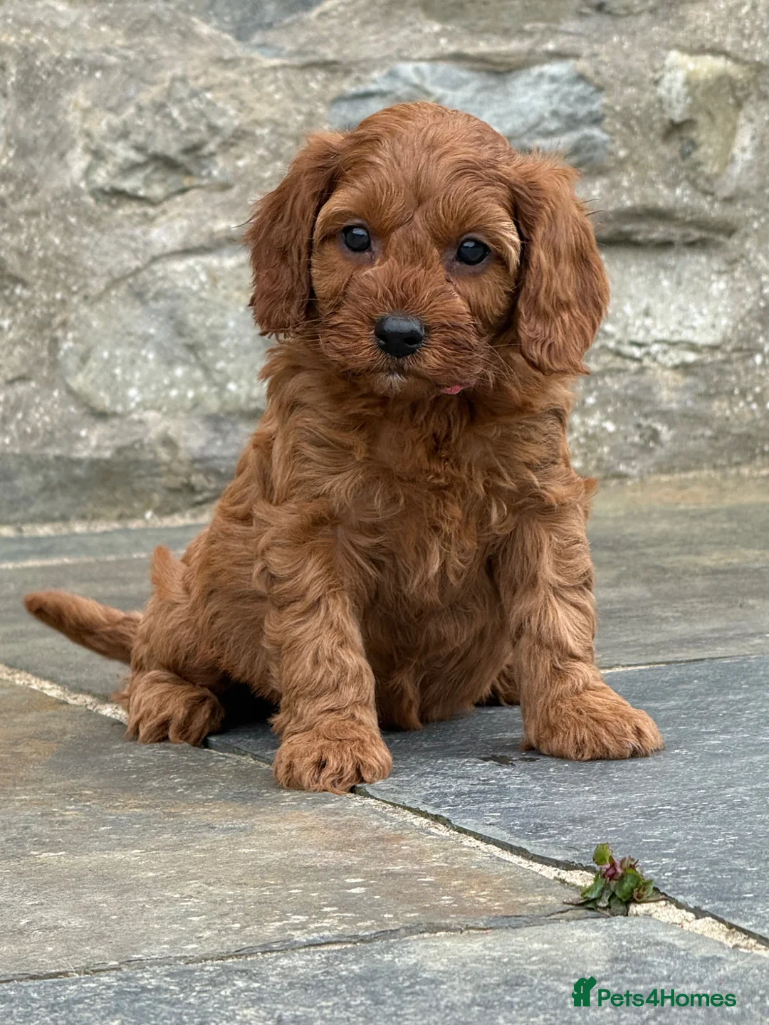 Cavapoo dogs for sale: Fox red&  dark peach cavapoo’s reared with love. - Advert 2