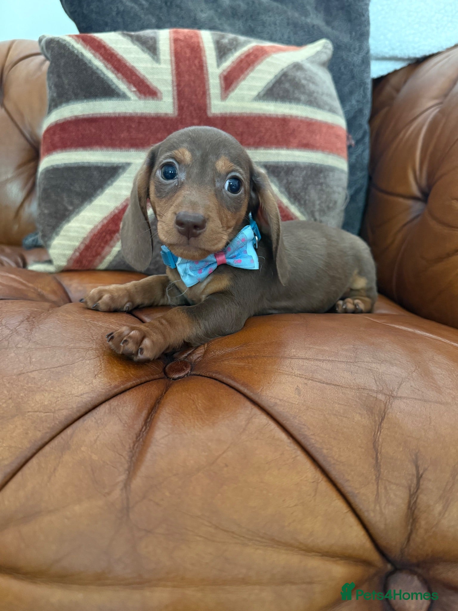 Miniature Dachshund dogs Miniature Dachshund 5 ⭐ License 5 ⭐ reviews - Advert 1