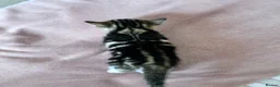 Mixed Breed cats for sale: 4 Beautiful Female Kittens Ready in August - Advert 29