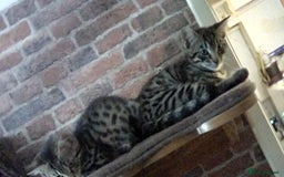 Bengal cats for sale: Bengal spotted leopard kittens 2 left now  - Image 1
