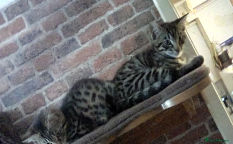 Bengal cats - Advert 3