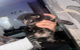 Mixed Breed cats for sale: 2 male 2 female beautiful kittens - Image 9