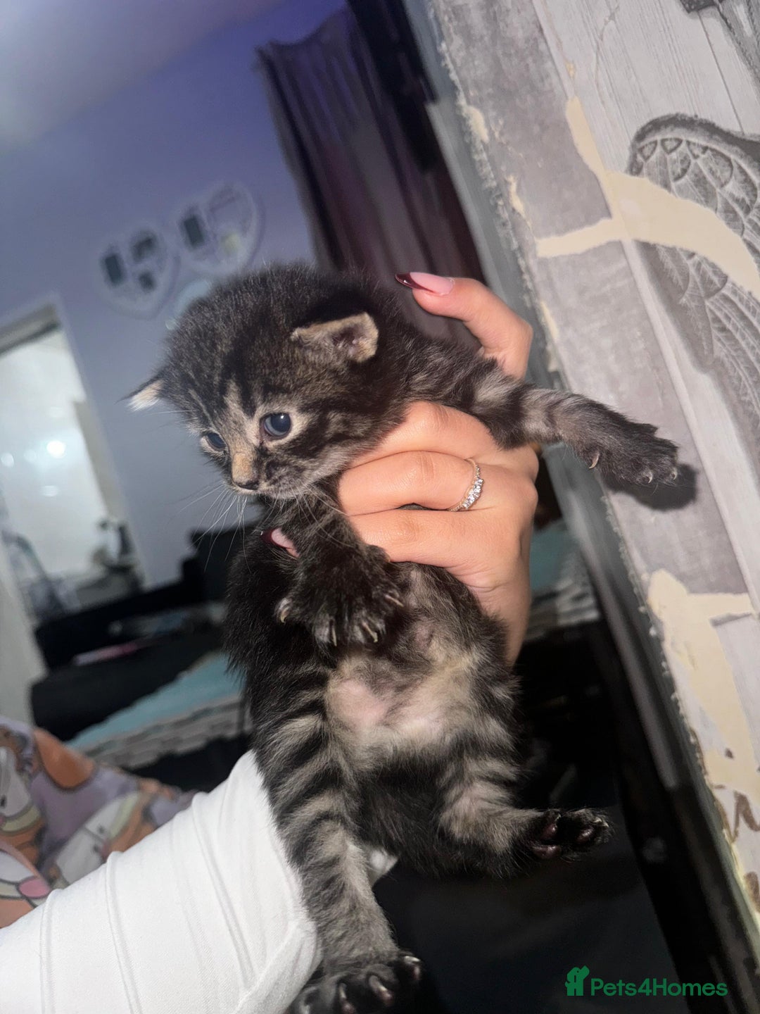 Mixed Breed cats for sale: 2 male 2 female beautiful kittens - Image 9