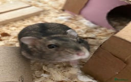 Hamster rodents for sale: Super cute young dwarf hamster - Image 2