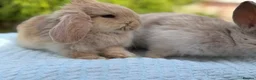 Mixed Breed rabbits for sale: 3 Adorable baby bunnies, ready 15 june in Telford - Advert 4