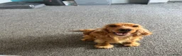 Cocker Spaniel dogs for sale: Stunning 2 year old gold female show spaniel  - Advert 5