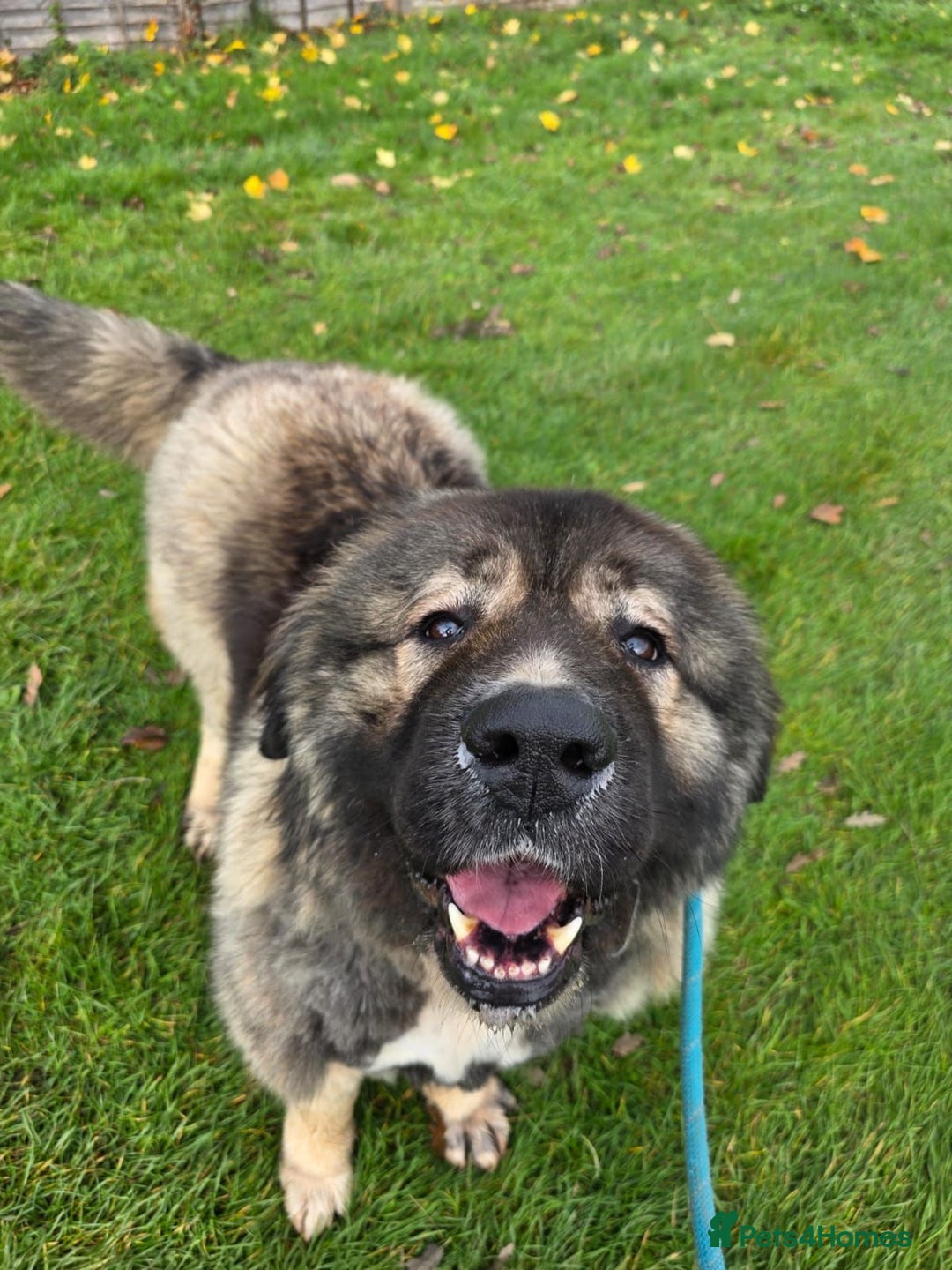 Caucasian Shepherd Dog dogs for sale: 🏡 ADOPT MISHA 🐾 FREE 🌟 Make a Christmas Miracle - Advert 14