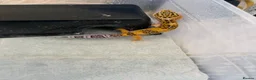 Leopard Gecko reptiles for sale: Baby leopard geckos  - Advert 14