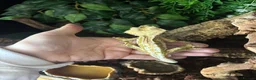 Gecko reptiles for sale: crested lily white gecko in Kettering - Advert 6