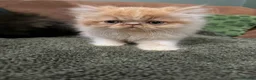 Persian cats for sale: Beautiful Pedigree Persian Kittens ready NOW - Advert 8