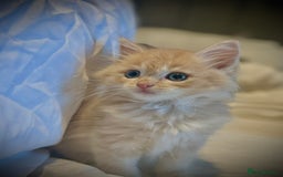 Ragdoll cats for sale: Ragdolls  - Image 7