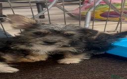Mixed Breed dogs for sale: Jack Russel x Yorkshire Terrier  - Image 4