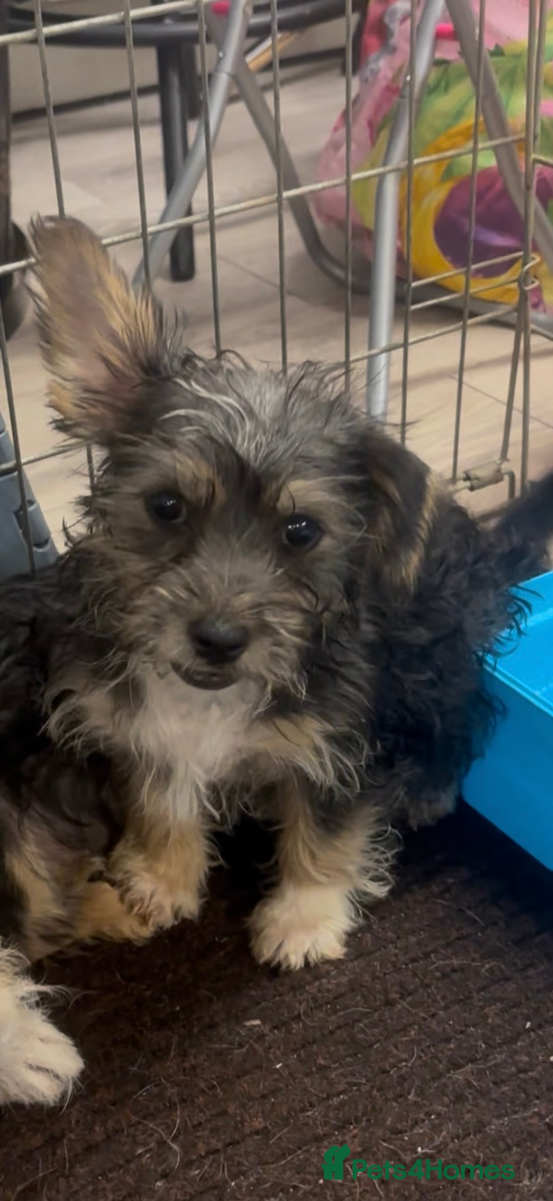 Mixed Breed dogs for sale: Jack Russel x Yorkshire Terrier  - Image 4