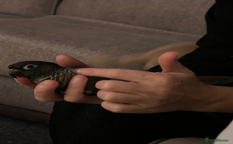 Conures birds - Advert 5