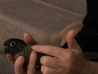 Conures birds Pair of conures 1 male 1 female - Advert 2