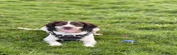 English Springer Spaniel dogs for sale: 9 month springer  - Advert 10