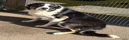 Border Collie dogs for sale: Emma border collie  - Advert 4