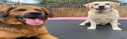German Shepherd dogs for adoption: Harley is looking for a new forever home  in Castleford - Advert 3