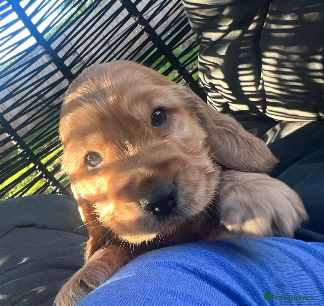 Cocker Spaniel dogs for stud: Gorgeous proven show cocker for stud - Advert 7