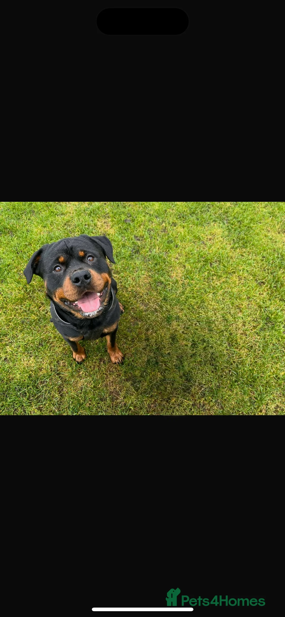 Rottweiler dogs for sale: Rotty looking for loving home (1.5yr old male) - Advert 8