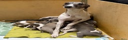Whippet dogs for sale: Whippet pups - Advert 7