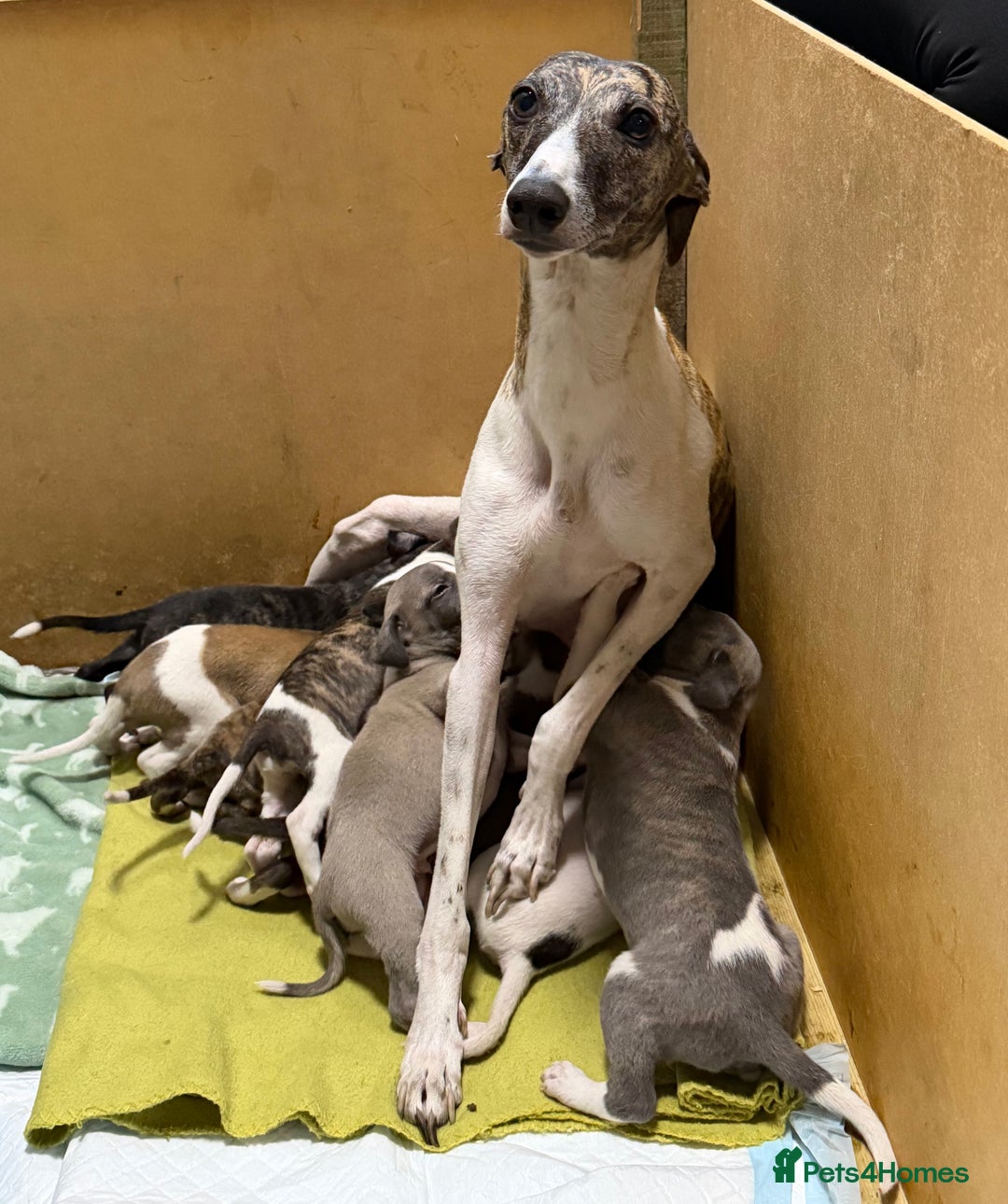 Whippet dogs for sale: Whippet pups - Advert 7