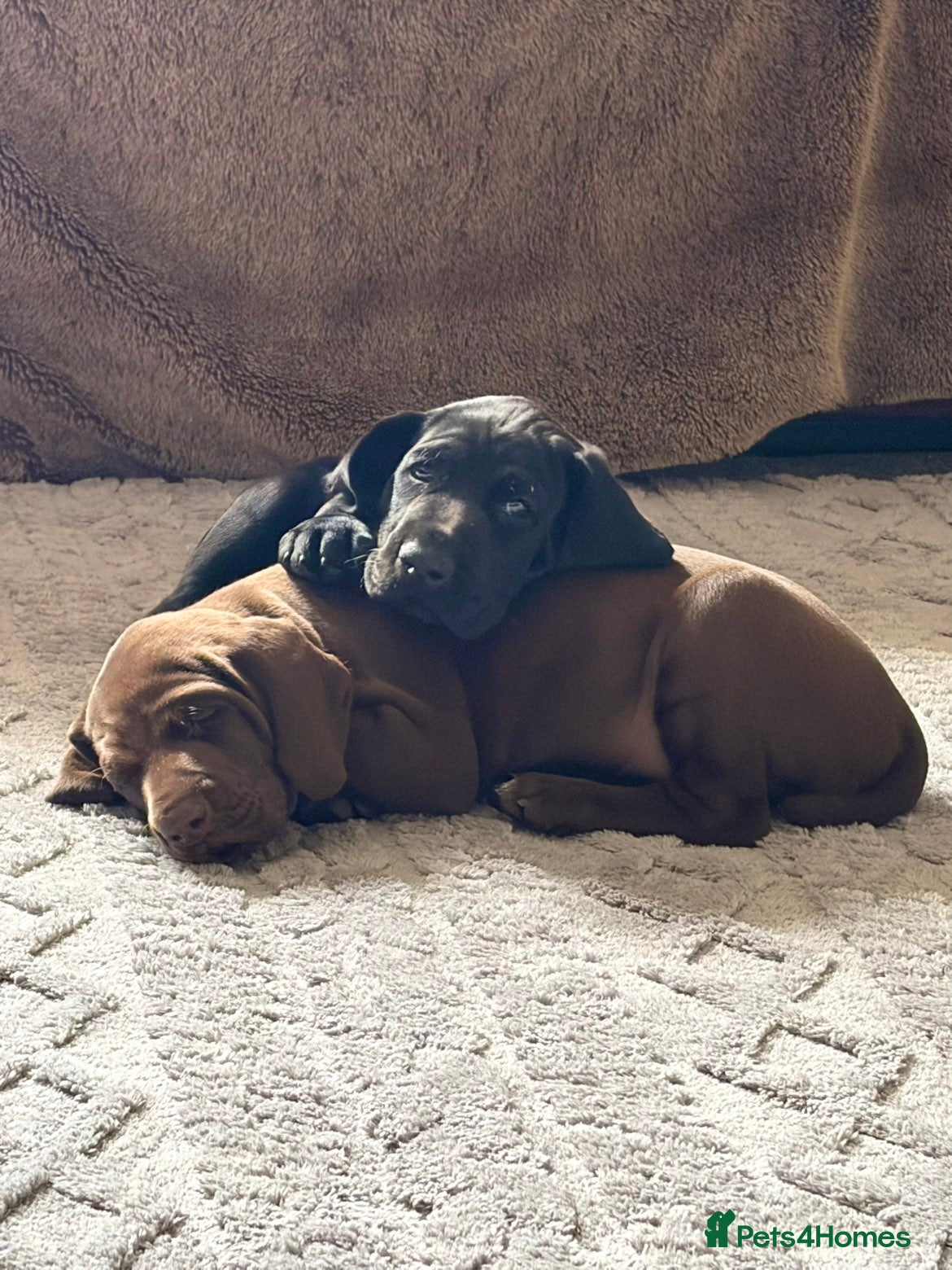 German Shorthaired Pointer dogs Fantastic KC registered Solid working GSP's. - Advert 1