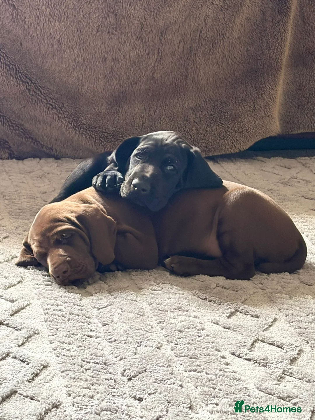 German Shorthaired Pointer dogs for sale: Fantastic KC registered Solid working GSP's. - Advert 1