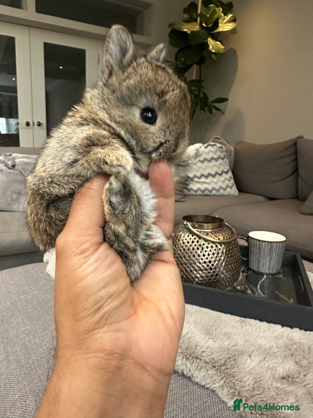 Netherland Dwarf rabbits for sale: Cute bunnies award winning parents - Advert 3