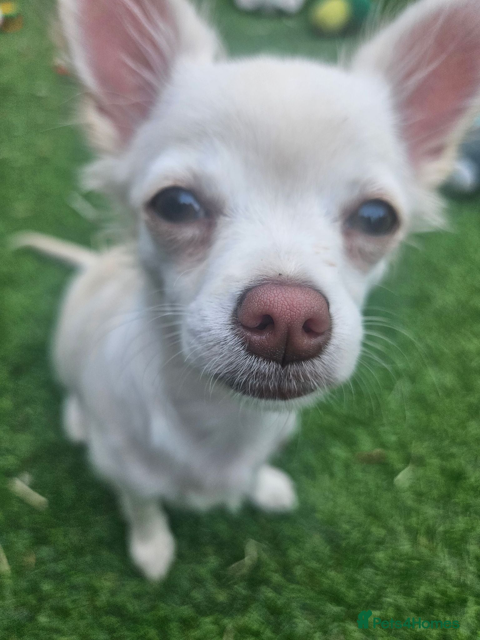 Chihuahua dogs 4 month little girl - Advert 3